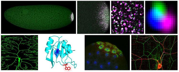 research_images